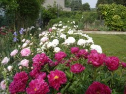 pivoine_20211127_1162549603